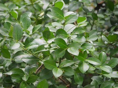 Glyptopetalum pallidifolium, photographed by 葉子