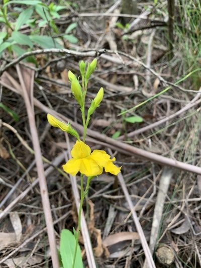 Goodenia decurrens, photographed by Guy Taseski