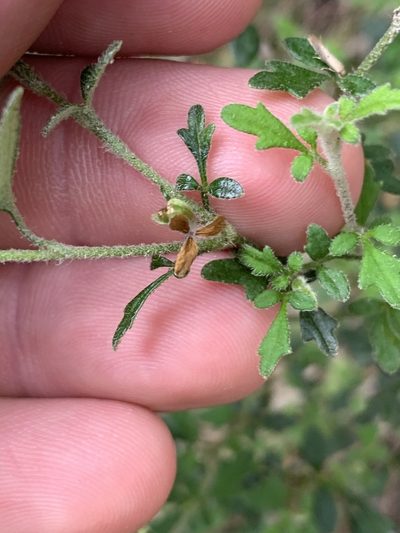 Xanthosia stellata, photographed by Guy Taseski