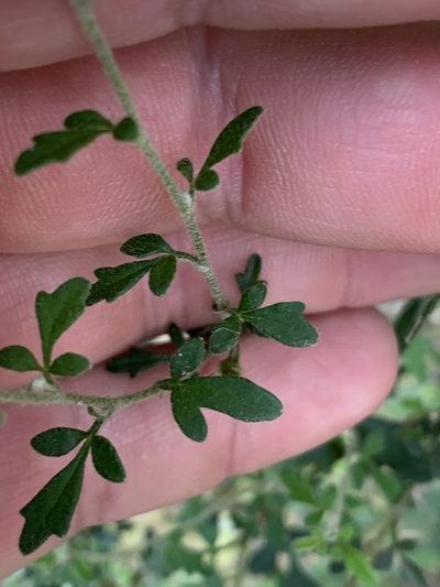 Xanthosia stellata, photographed by Guy Taseski