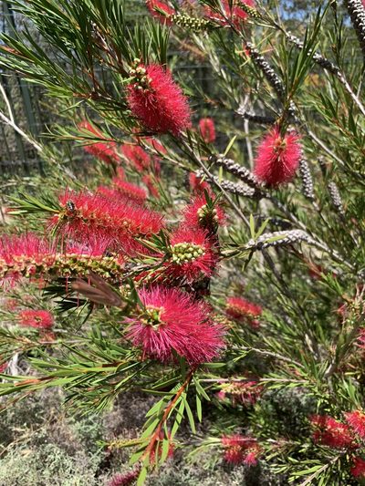 Melaleuca subulata, photographed by Dave Richardson