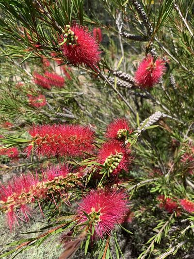 Melaleuca subulata, photographed by Dave Richardson
