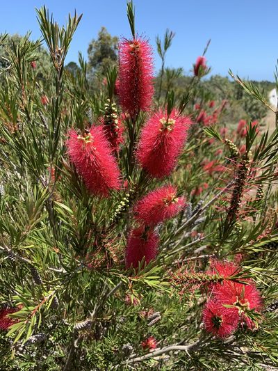 Melaleuca subulata, photographed by Dave Richardson