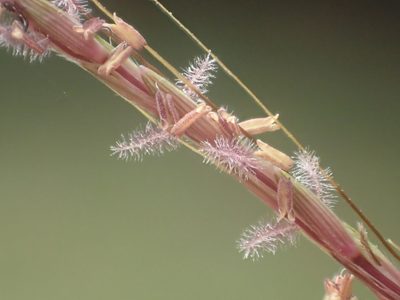 Bothriochloa bladhii, photographed by 葉子