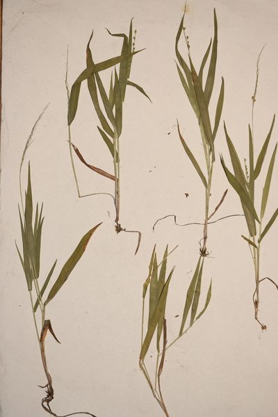 Dichanthelium xanthophysum, photographed by Allan Harris