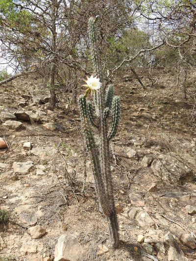 Harrisia tetracantha, photographed by Naturalist Tours