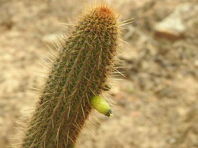 Cleistocactus tominensis, photographed by Naturalist Tours