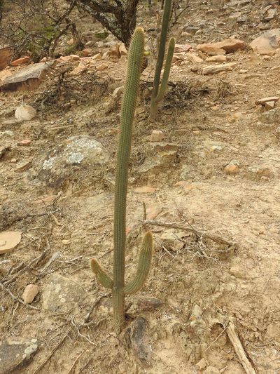 Cleistocactus tominensis, photographed by Naturalist Tours
