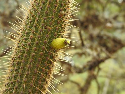 Cleistocactus tominensis, photographed by Naturalist Tours