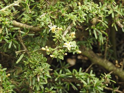 Morisonia atamisquea, photographed by Naturalist Tours