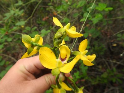 Eulophia speciosa, photographed by Matthew Fainman