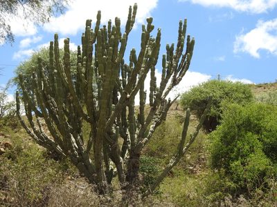 Cereus stenogonus, photographed by Naturalist Tours