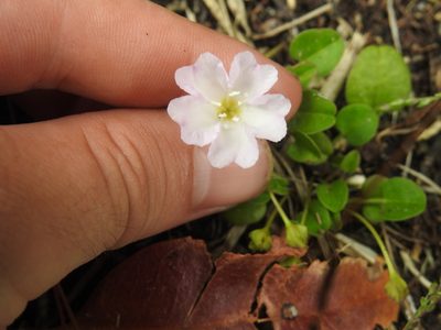 Falkia repens, photographed by Matthew Fainman