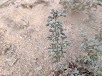 Zygophyllum album, photographed by Denys Vynokurov