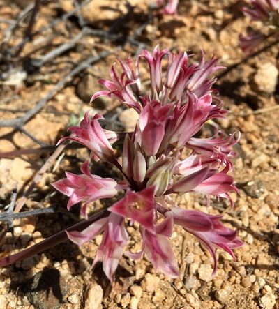 Allium parishii, photographed by desertnaturalist