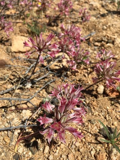 Allium parishii, photographed by desertnaturalist