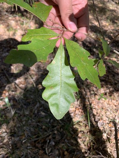 Quercus austrina, photographed by Brandon Corder