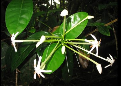 Posoqueria latifolia, photographed by Zac Peterson