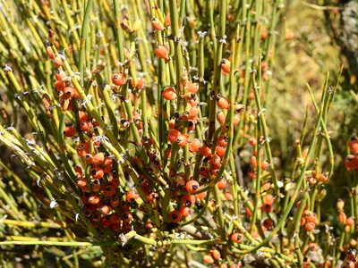 Ephedra ochreata, photographed by Guillermo Debandi