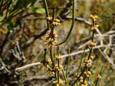 Ephedra ochreata, photographed by Guillermo Debandi