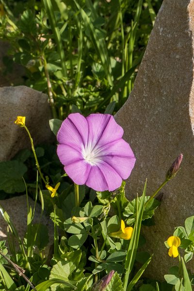 Convolvulus coelesyriacus, photographed by Bob Walker