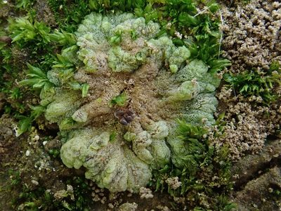 Riccia cavernosa, photographed by Christian Berg