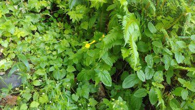Erythranthe decora, photographed by Ryan Sorrells