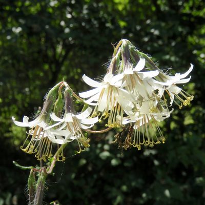 Nabalus barbatus, photographed by Laura Clark