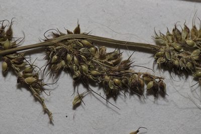 Echinochloa muricata, photographed by Allan Harris