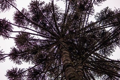 Araucaria angustifolia, photographed by João D'Andretta