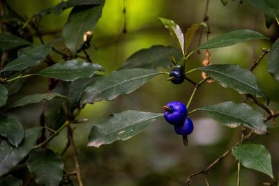 Psychotria suterella, photographed by João D'Andretta