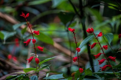 Salvia splendens, photographed by João D'Andretta