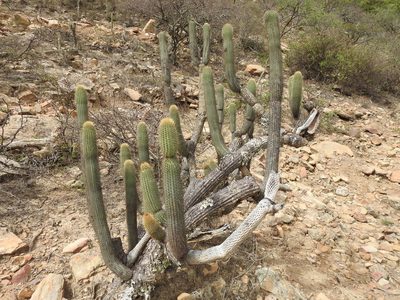 Cleistocactus tominensis, photographed by Naturalist Tours