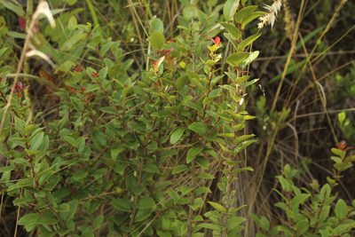 Xylosma spiculifera, photographed by Andrés Ramírez-Barrera