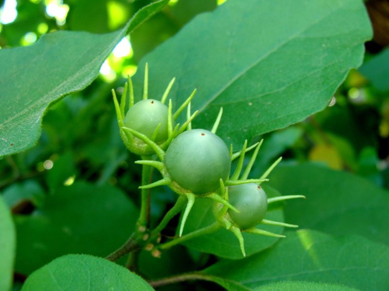 Lycianthes scandens, photographed by Alexis López Hernández