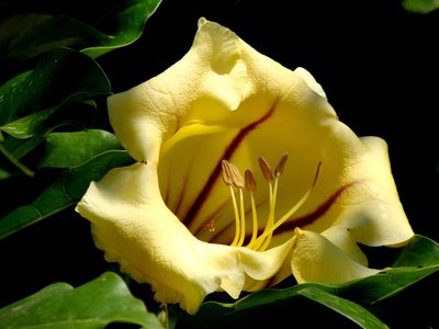 Solandra maxima, photographed by Alexis López Hernández