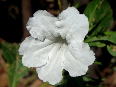 Ruellia ciliatiflora, photographed by Alexis López Hernández