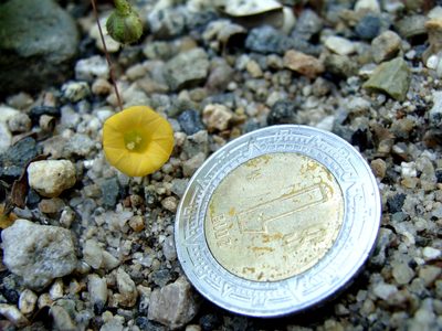 Ipomoea minutiflora, photographed by Alexis López Hernández