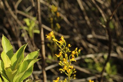 Cyrtochilum densiflorum, photographed by Andrés Ramírez-Barrera