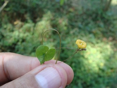 Ipomoea minutiflora, photographed by Alexis López Hernández