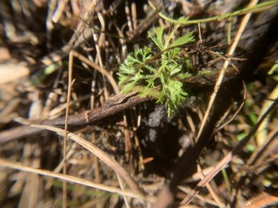 Eupatorium compositifolium, photographed by Brandon Corder