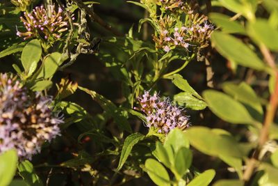 Chromolaena perglabra, photographed by Andrés Ramírez-Barrera