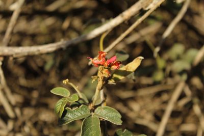 Galactia lindenii, photographed by Andrés Ramírez-Barrera