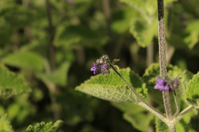 Mesosphaerum perbullatum, photographed by Andrés Ramírez-Barrera