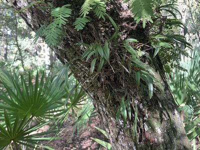 Epidendrum conopseum, photographed by Brandon Corder