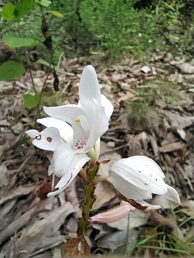 Govenia liliacea, photographed by Zazil Dellamary