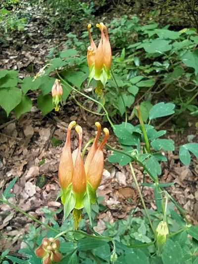 Aquilegia skinneri, photographed by Zazil Dellamary