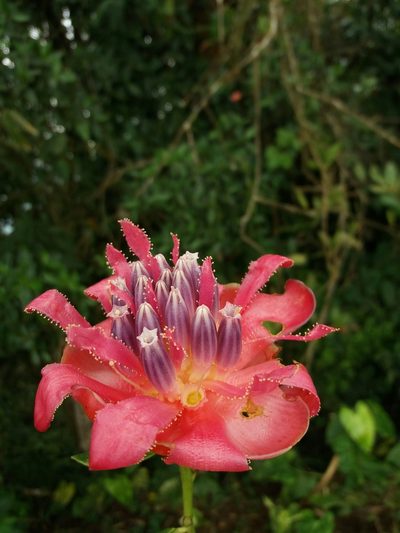 Cavendishia adenophora, photographed by Daniel Mesa