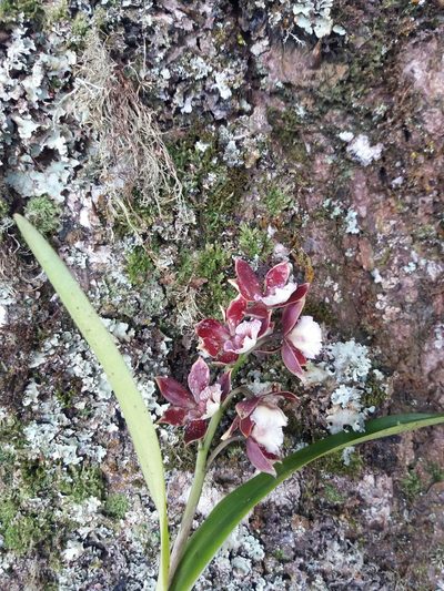 Prosthechea gilbertoi, photographed by Daniel Mesa