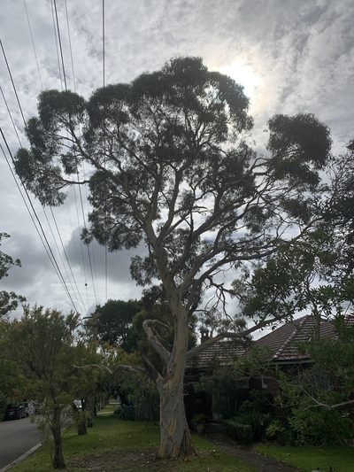 Eucalyptus haemastoma, photographed by Geoff Shuetrim